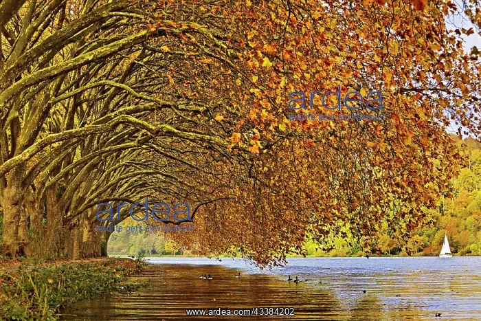 : Colourful plane tree tunnel in autumn over Lake : Colourful plane tree tunnel in autumn over Lake