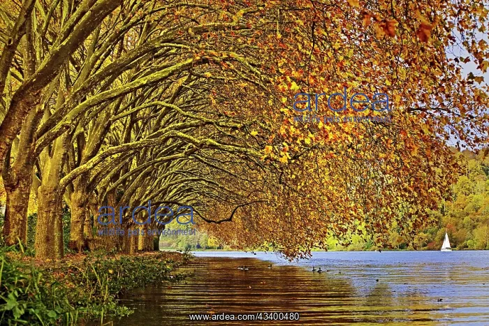 : Colourful plane tree tunnel in autumn over Lake : Colourful plane tree tunnel in autumn over Lake