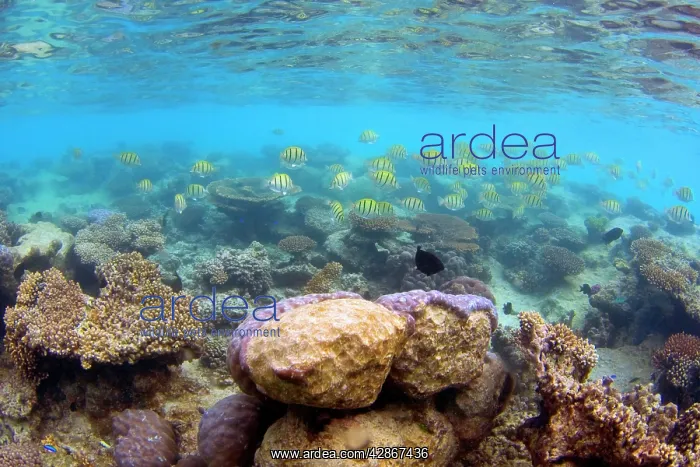 : Colourful Reef fish - school of colourful yellow : Colourful Reef fish - school of colourful yellow