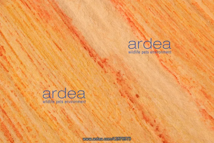 : colourful sandstone - detail of a coloured sandstone rock : colourful sandstone - detail of a coloured sandstone rock