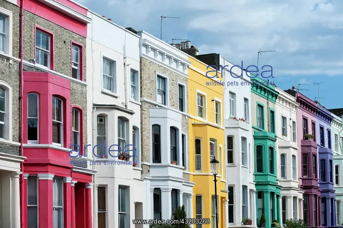 : Colourful terraced houses, Portobello Road, Notting : Colourful terraced houses, Portobello Road, Notting