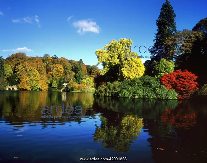 : Colourful Trees and Lake : Colourful Trees and Lake