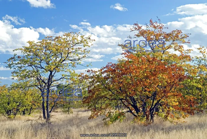 : Colours of mopane veld, due mostly to the mopane tree : Colours of mopane veld, due mostly to the mopane tree