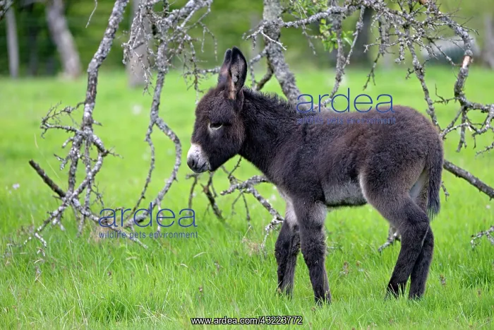 : Colt in an orchard in spring - France : Colt in an orchard in spring - France