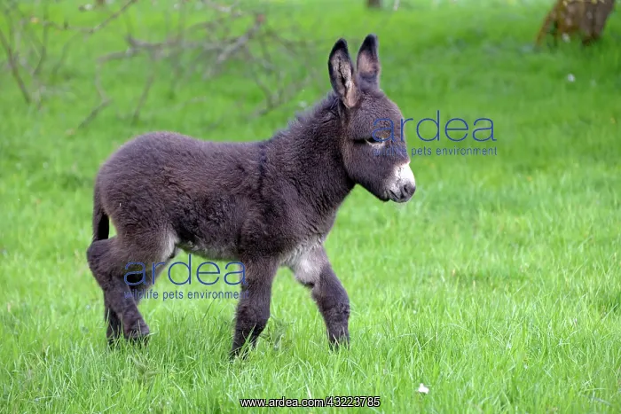 : Colt walking in an orchard in spring - France : Colt walking in an orchard in spring - France