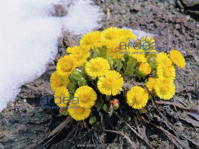 : COLTIS-FOOT - in the snow : COLTIS-FOOT - in the snow