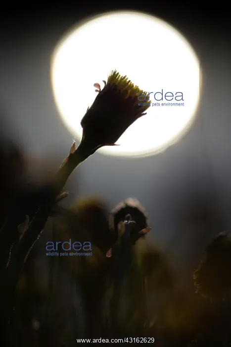 : Coltsfoot. flowering Coltsfoot (Tussilago farfara) in reflected sun : Coltsfoot. flowering Coltsfoot (Tussilago farfara) in reflected sun