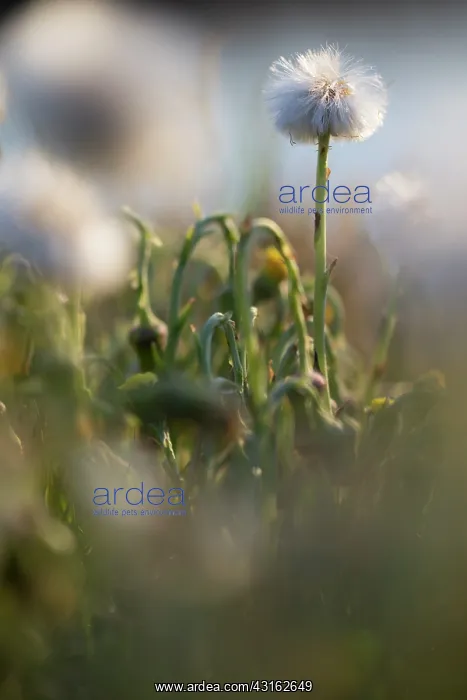 : Coltsfoot. withered Coltsfoot (Tussilago farfara), The Netherlands, Noord-Holland : Coltsfoot. withered Coltsfoot (Tussilago farfara), The Netherlands, Noord-Holland