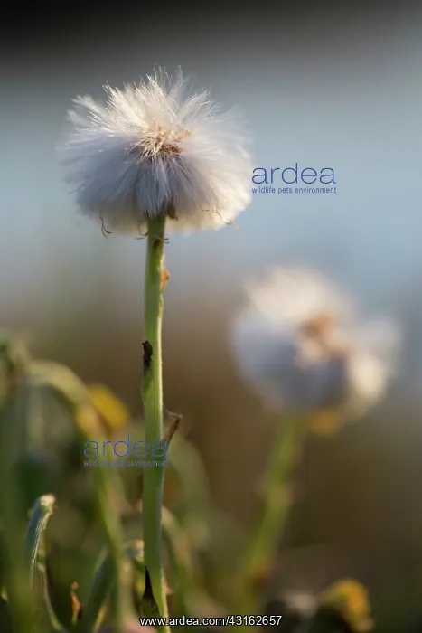  : Coltsfoot. withered Coltsfoot (Tussilago farfara), The Netherlands, Noord-Holland