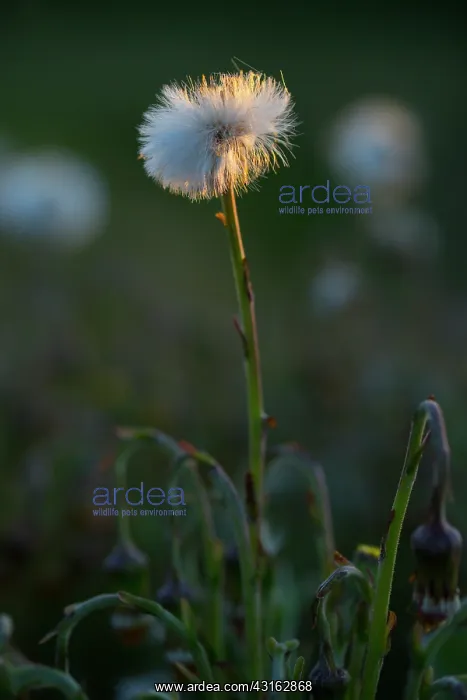 : Coltsfoot. withered Coltsfoot (Tussilago farfara), The Netherlands, Noord-Holland : Coltsfoot. withered Coltsfoot (Tussilago farfara), The Netherlands, Noord-Holland