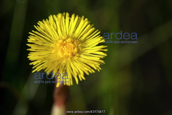 : Coltsfoot. One flower of Coltsfoot (Tussilago farfara) flowering : Coltsfoot. One flower of Coltsfoot (Tussilago farfara) flowering