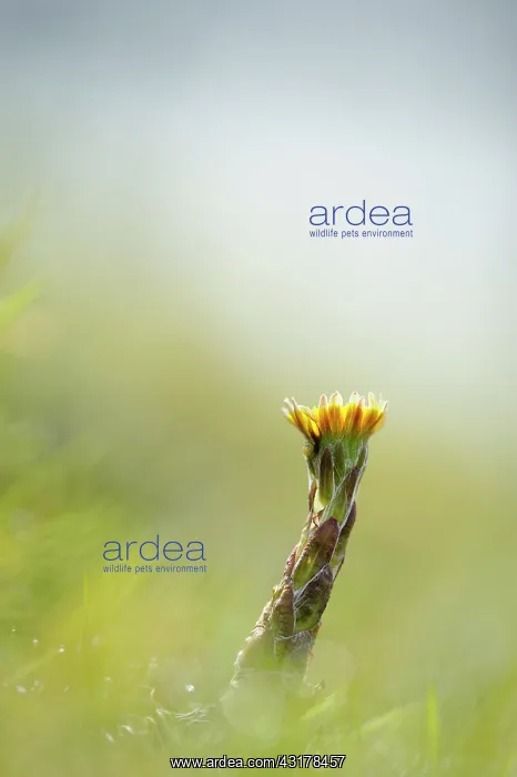 : Coltsfoot (Tussilago farfara) close up : Coltsfoot (Tussilago farfara) close up