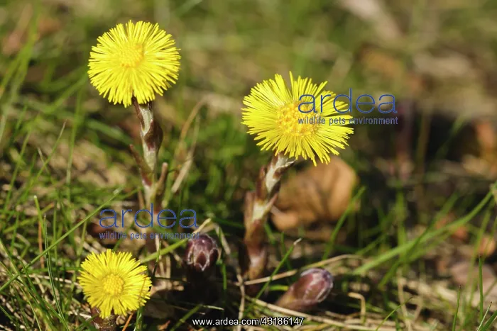  : Coltsfoot. Three flowers of Coltsfoot (Tussilago farfara) flowering