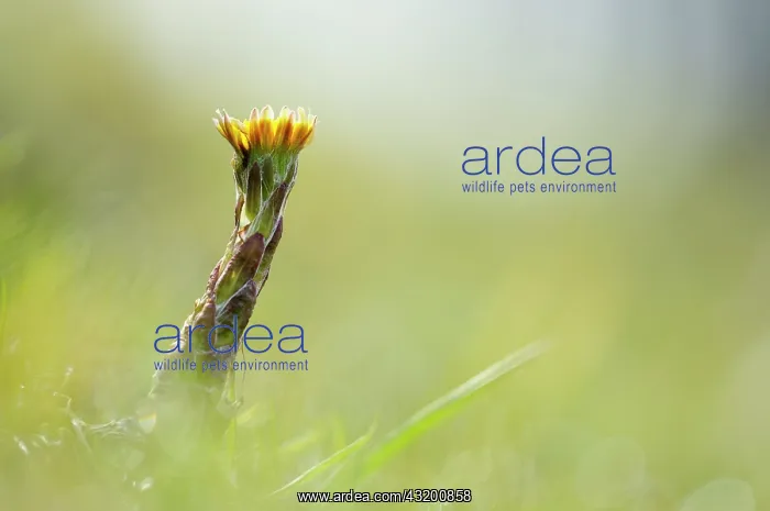 : Coltsfoot (Tussilago farfara) close up : Coltsfoot (Tussilago farfara) close up