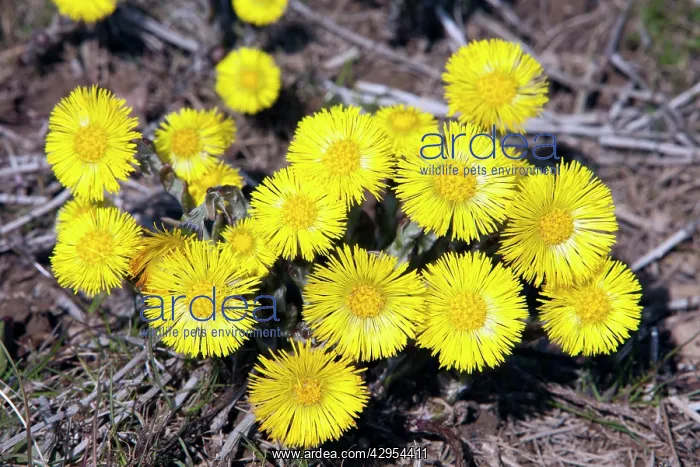 : Coltsfoot - flowers : Coltsfoot - flowers