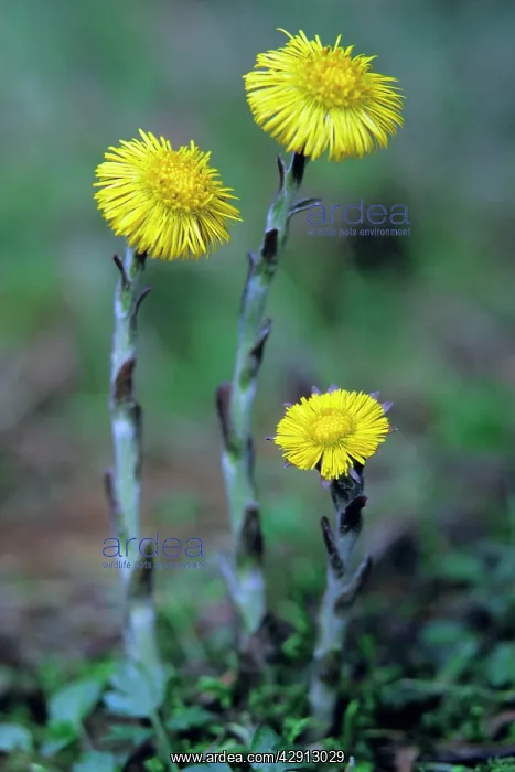 : Coltsfoot - plant and flowers : Coltsfoot - plant and flowers
