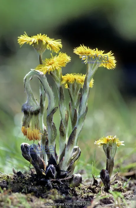 : Coltsfoot - in spring : Coltsfoot - in spring