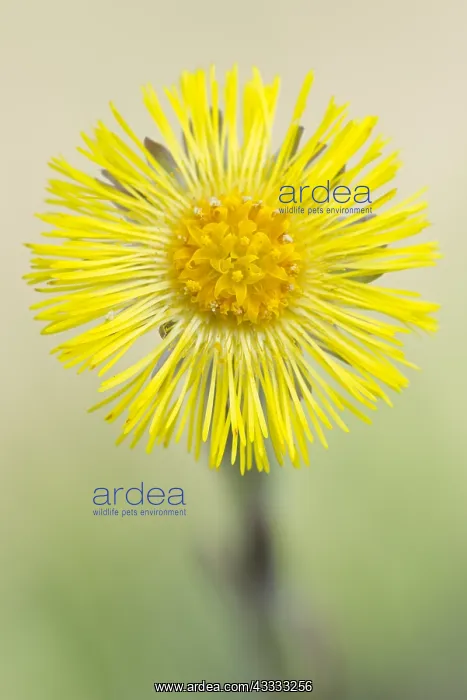 : Coltsfoot (tussilago farfara) flowering, The Ne : Coltsfoot (tussilago farfara) flowering, The Ne