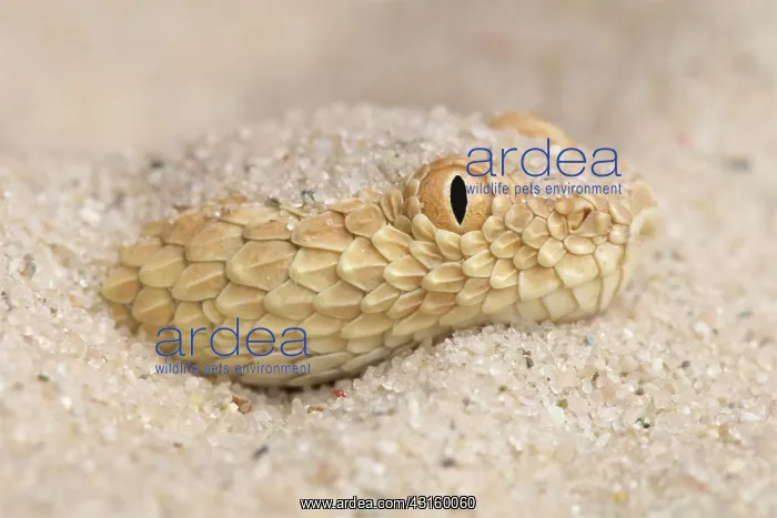 : Coluber vipera Aspis vipera Vipera aegyptiaca E : Coluber vipera Aspis vipera Vipera aegyptiaca E