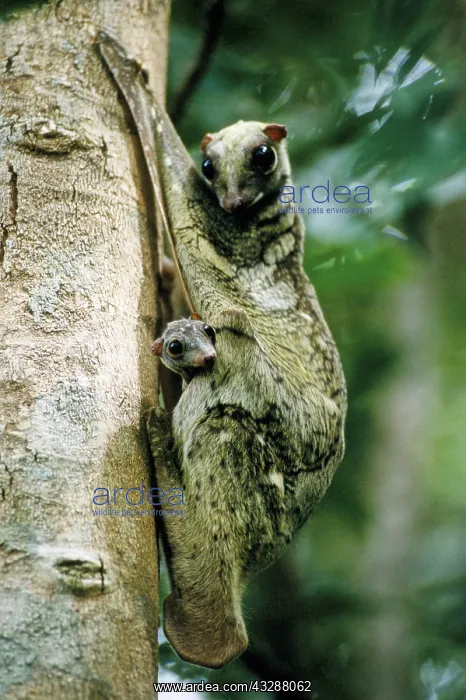 : The Colugo or Flying Lemur (Cynocephalus variegatus) : The Colugo or Flying Lemur (Cynocephalus variegatus)
