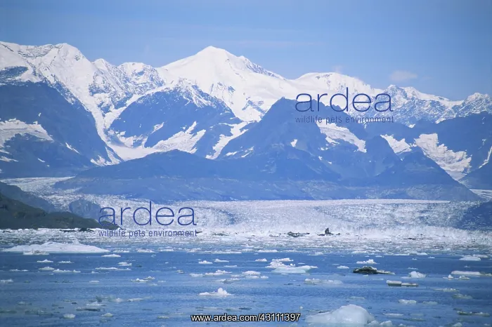 : Columbia Glacier : Columbia Glacier