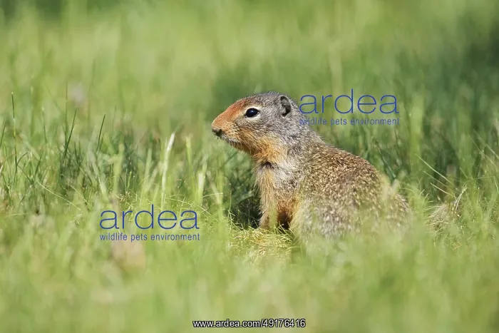 : Columbia ground squirrel (Urocitellus columbianus) : Columbia ground squirrel (Urocitellus columbianus)