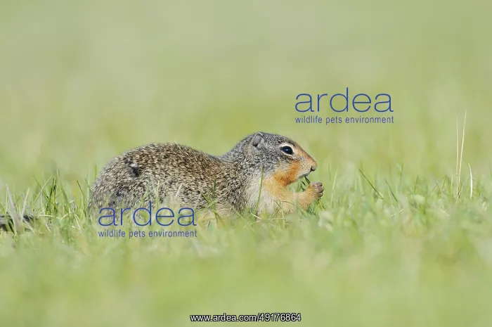 : Columbia ground squirrel (Urocitellus columbianus) : Columbia ground squirrel (Urocitellus columbianus)