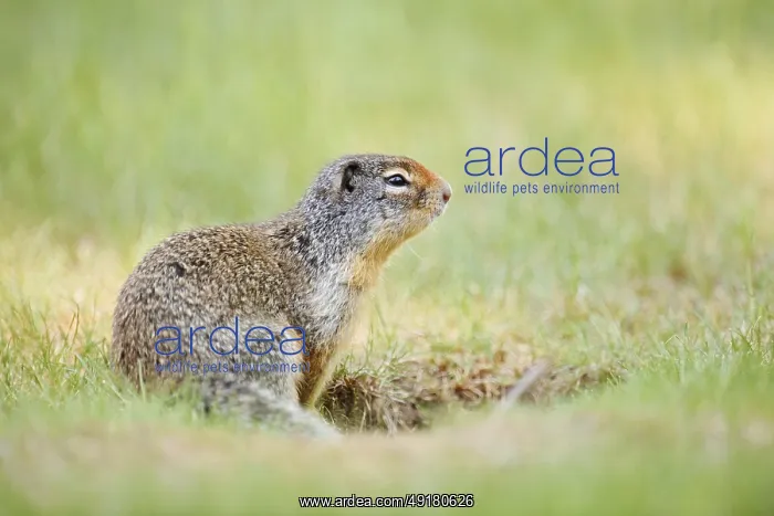 : Columbia ground squirrel (Urocitellus columbianus) : Columbia ground squirrel (Urocitellus columbianus)