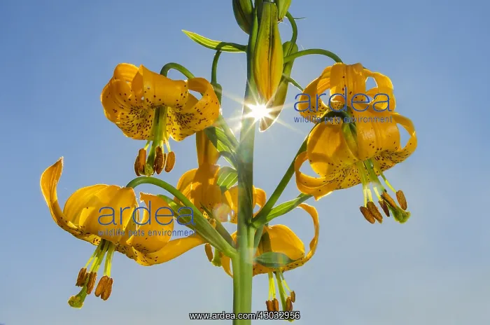 : Columbia Lily, Columbian Lily, Oregon Lily, Tiger : Columbia Lily, Columbian Lily, Oregon Lily, Tiger