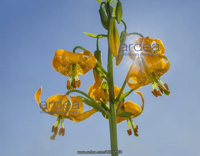 : Columbia Lily, Columbian Lily, Oregon Lily, Tiger : Columbia Lily, Columbian Lily, Oregon Lily, Tiger