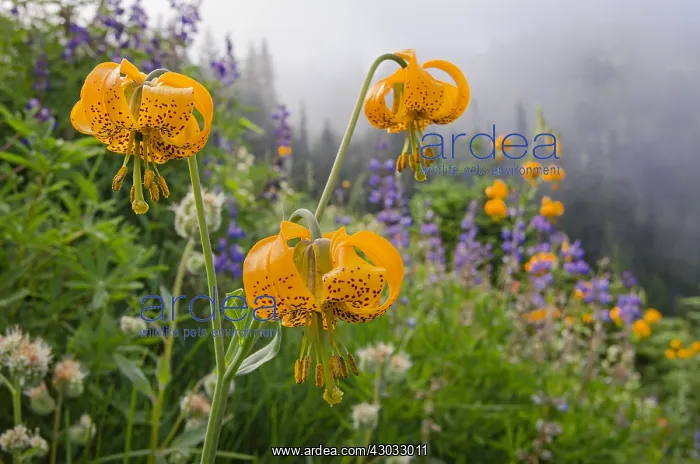 : Columbia Lily, Columbian Lily, Oregon Lily or Tiger : Columbia Lily, Columbian Lily, Oregon Lily or Tiger
