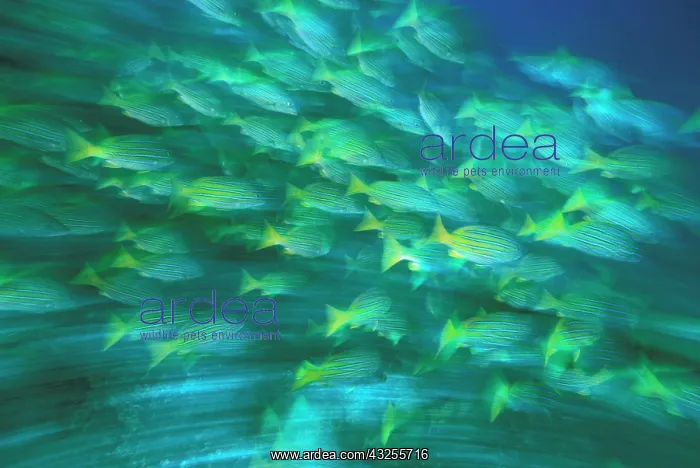: Columbia, Malpelo Island. Blue and gold : Columbia, Malpelo Island. Blue and gold