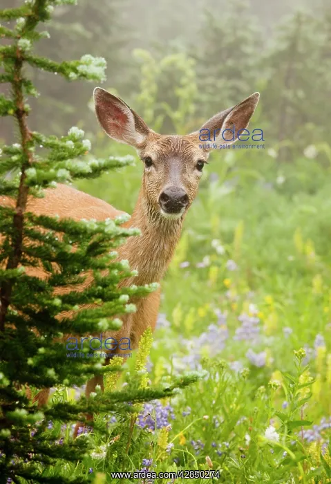 : Columbian Black-tailed Deer - feeding among flowers : Columbian Black-tailed Deer - feeding among flowers