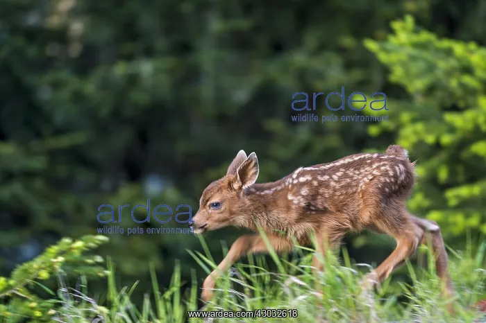 : Columbian black-tailed deer (Odocoileus hemionus : Columbian black-tailed deer (Odocoileus hemionus