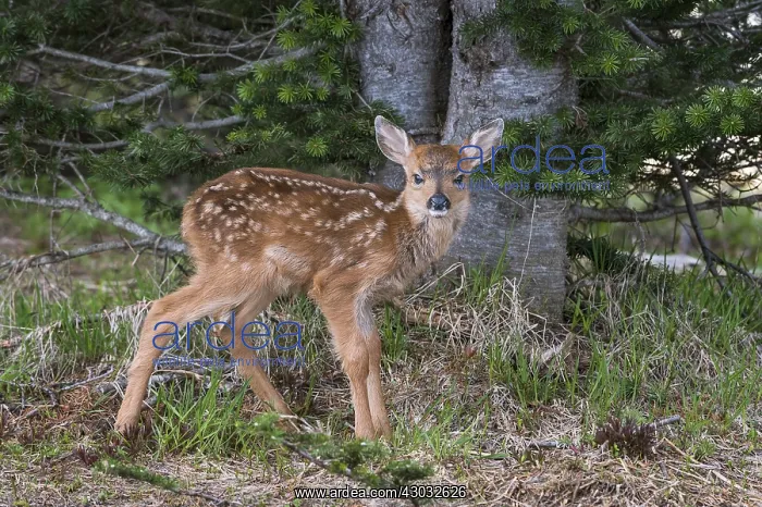 : Columbian black-tailed deer (Odocoileus hemionus : Columbian black-tailed deer (Odocoileus hemionus