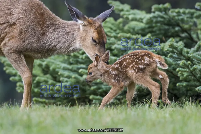 : Columbian black-tailed deer (Odocoileus hemionus : Columbian black-tailed deer (Odocoileus hemionus