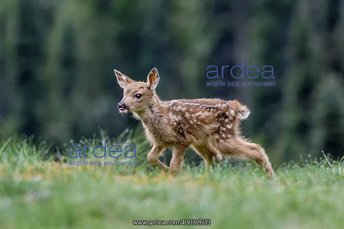 : Columbian black-tailed deer (Odocoileus hemionus : Columbian black-tailed deer (Odocoileus hemionus