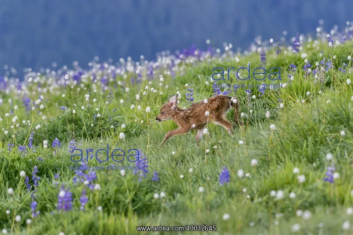 : Columbian black-tailed deer (Odocoileus hemionus : Columbian black-tailed deer (Odocoileus hemionus