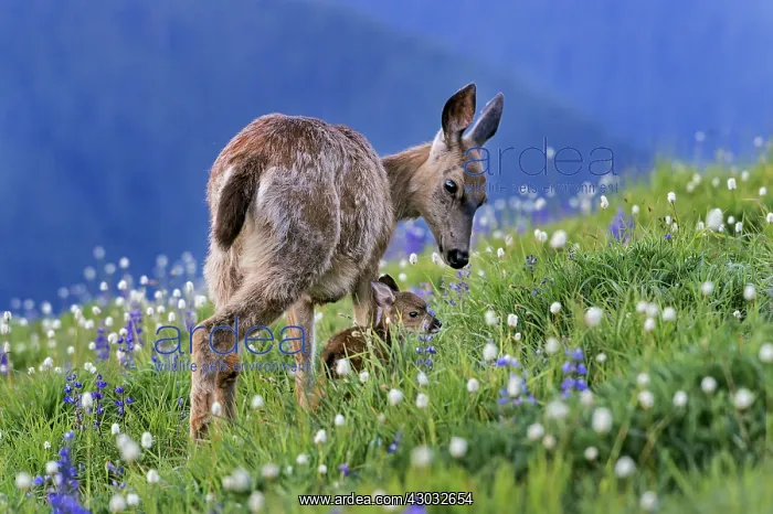 : Columbian black-tailed deer (Odocoileus hemionus : Columbian black-tailed deer (Odocoileus hemionus