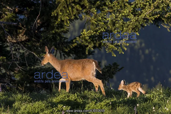 : Columbian black-tailed deer (Odocoileus hemionus : Columbian black-tailed deer (Odocoileus hemionus