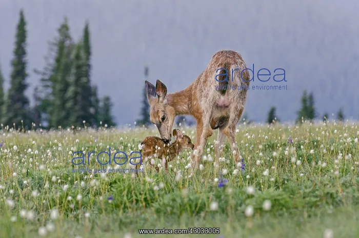  : Columbian black-tailed deer (Odocoileus hemionus