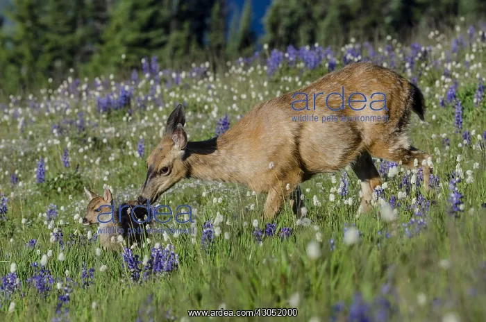 : Columbian black-tailed deer (Odocoileus hemionus : Columbian black-tailed deer (Odocoileus hemionus