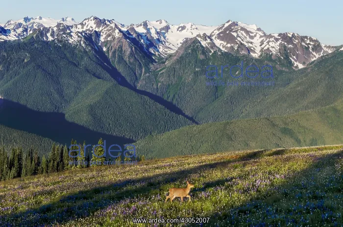 : Columbian black-tailed deer (Odocoileus hemionus : Columbian black-tailed deer (Odocoileus hemionus