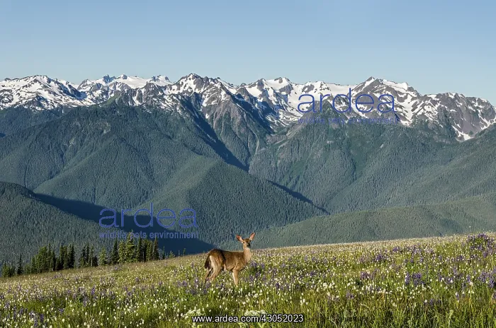 : Columbian black-tailed deer (Odocoileus hemionus : Columbian black-tailed deer (Odocoileus hemionus
