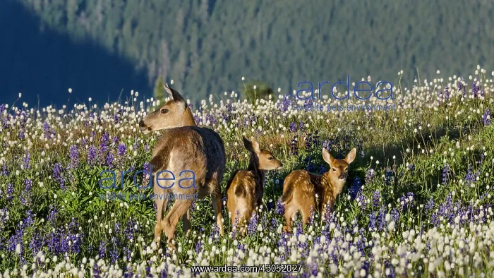 : Columbian black-tailed deer (Odocoileus hemionus : Columbian black-tailed deer (Odocoileus hemionus