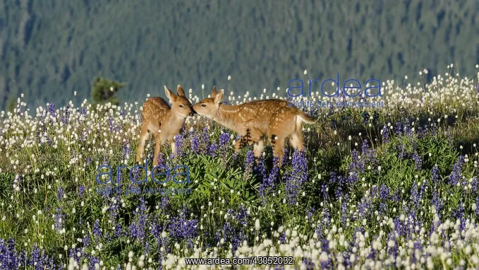 : Columbian black-tailed deer (Odocoileus hemionus : Columbian black-tailed deer (Odocoileus hemionus