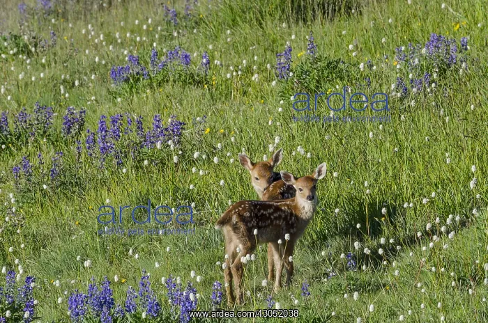 : Columbian black-tailed deer (Odocoileus hemionus : Columbian black-tailed deer (Odocoileus hemionus