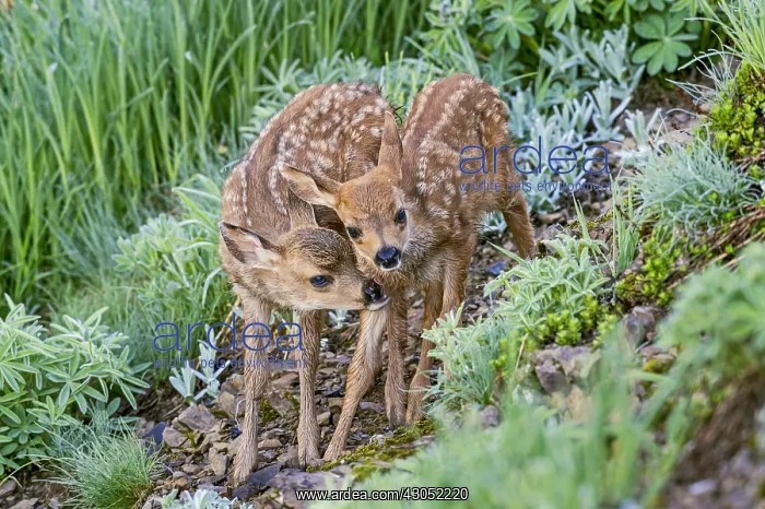  : Two Columbian black-tailed deer (Odocoileus hemionus