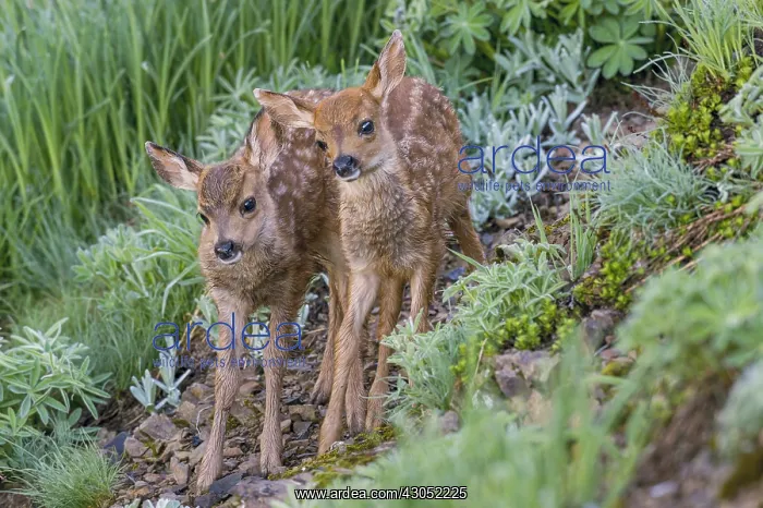 : Two Columbian black-tailed deer (Odocoileus hemionus : Two Columbian black-tailed deer (Odocoileus hemionus