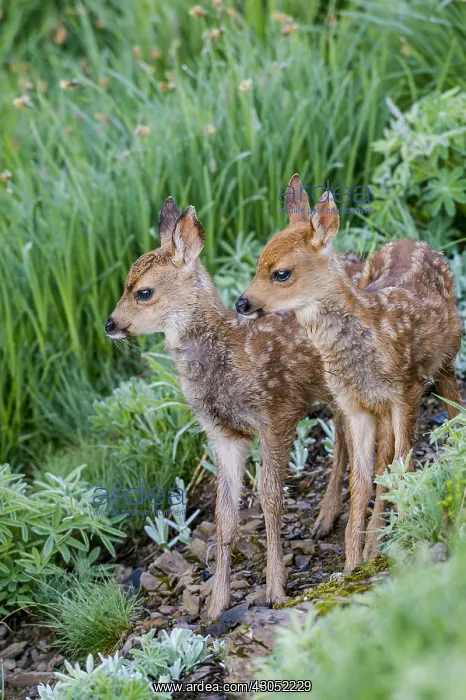  : Two Columbian black-tailed deer (Odocoileus hemionus